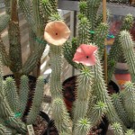 hoodia gordonii 150x150 Blazing African Fashion 2010